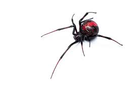 black widows